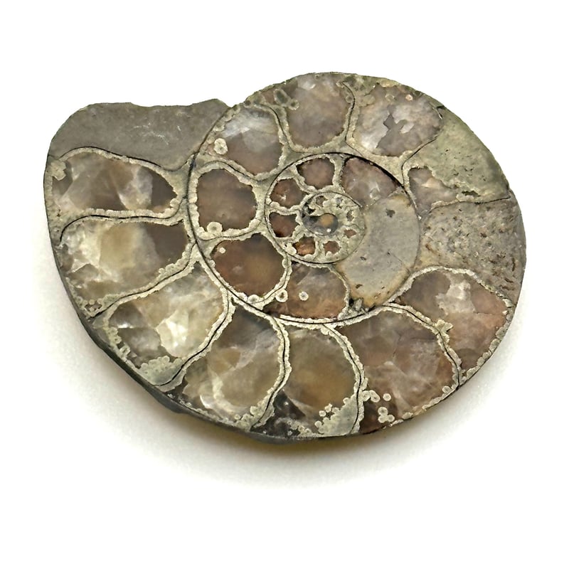 アンモナイト化石 約10cm アクリルスタンド付き 化石】アンモナイト｜アクリル板と粘土付き | ジュエリー春日