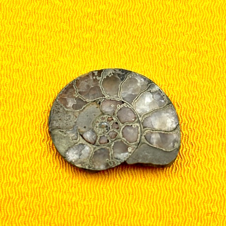 【化石】アンモナイト｜アクリル板と粘土付き