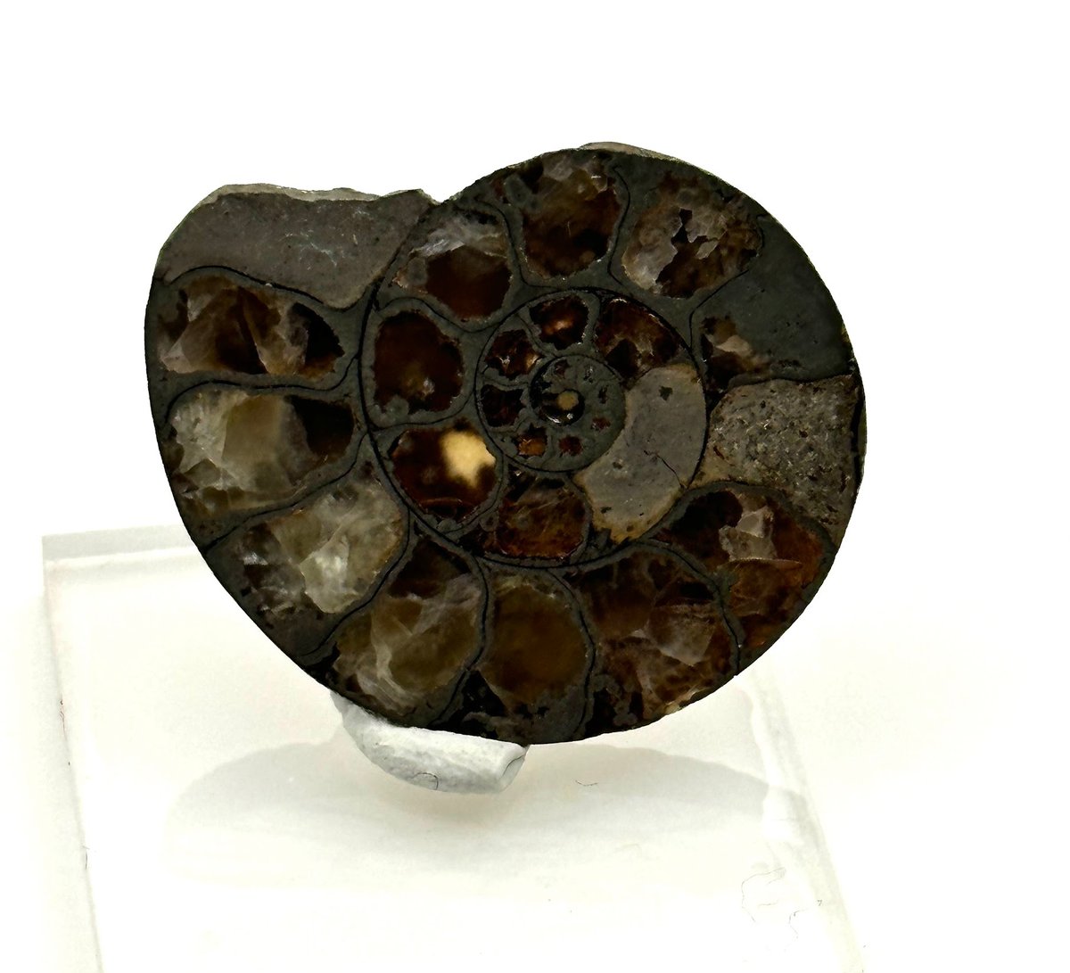 化石】アンモナイト｜アクリル板と粘土付き | ジュエリー春日