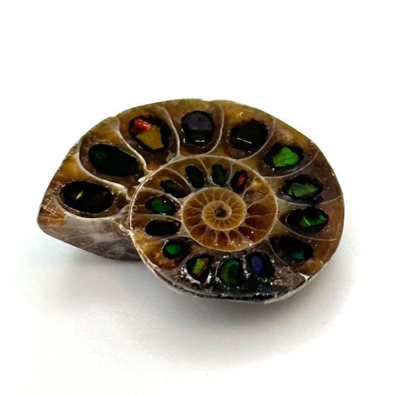 芸術品】アンモナイトに宝石アンモライトを埋め込んで作った