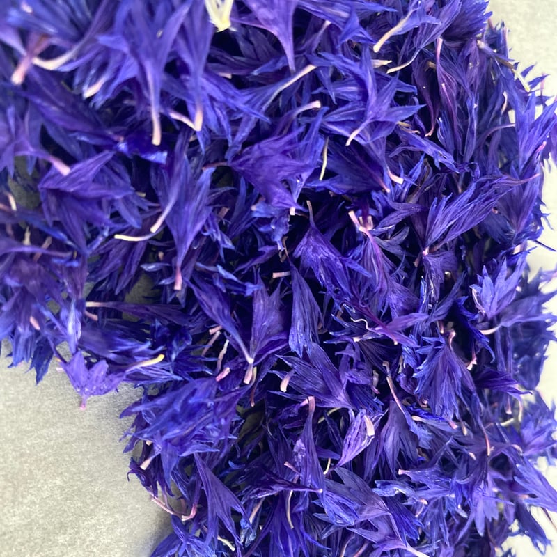 ドライ コーンフラワー | ricopriere