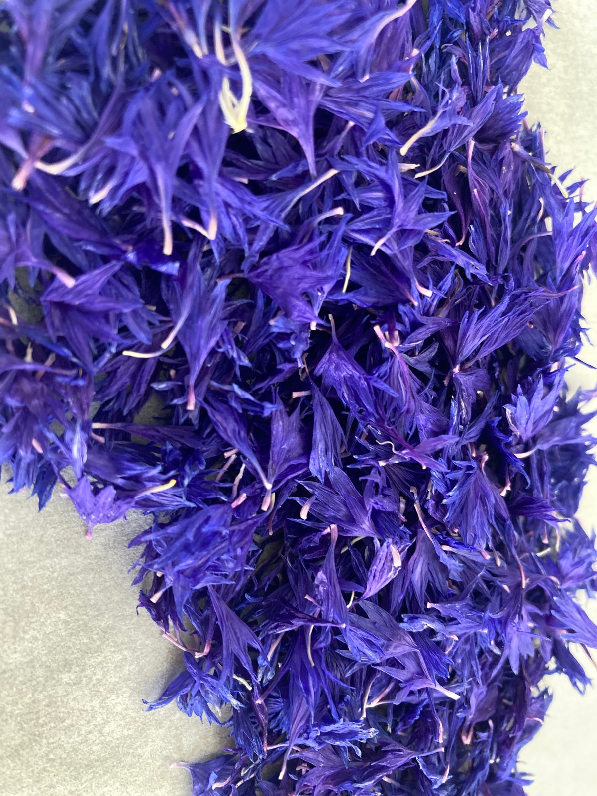 ドライ コーンフラワー | ricopriere