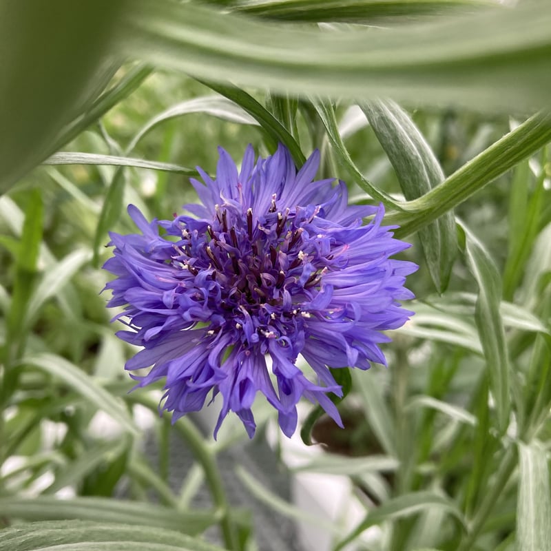 ハマースレイ コーンフラワー デュオ カップ ブルー青 矢車菊 ヴィンテージ