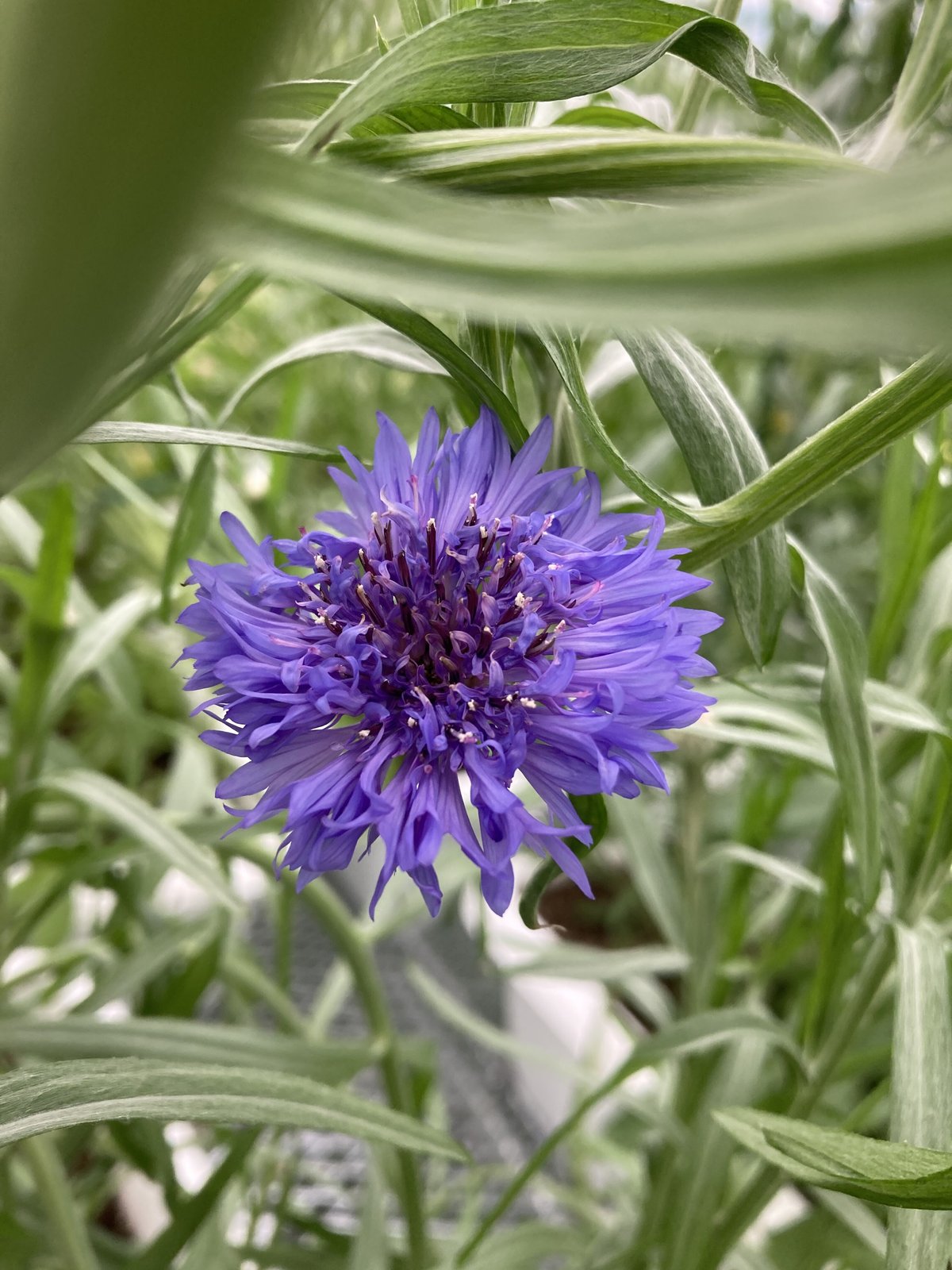 コーンフラワー | ricopriere