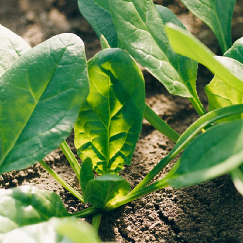 中原ファーム自慢のほうれん草 | VEGE.PA Online Shop