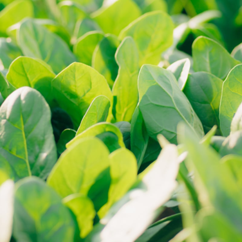 ファーム、14キロ！お買い得！ほうれん草！！ ファーム様専用、14キロ！お買い得！ほうれん草！！