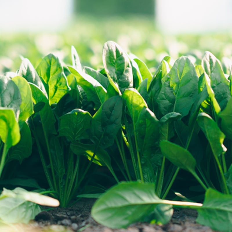 ファーム ほうれん草19kg ファーム ほうれん草19kg ファーム様専用 ほうれん草19kg 【公式通販