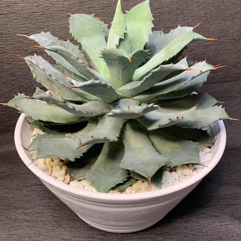 アガベ ポタトルム（雷神） 10号鉢 | 観葉植物・多肉植物ストア Plant