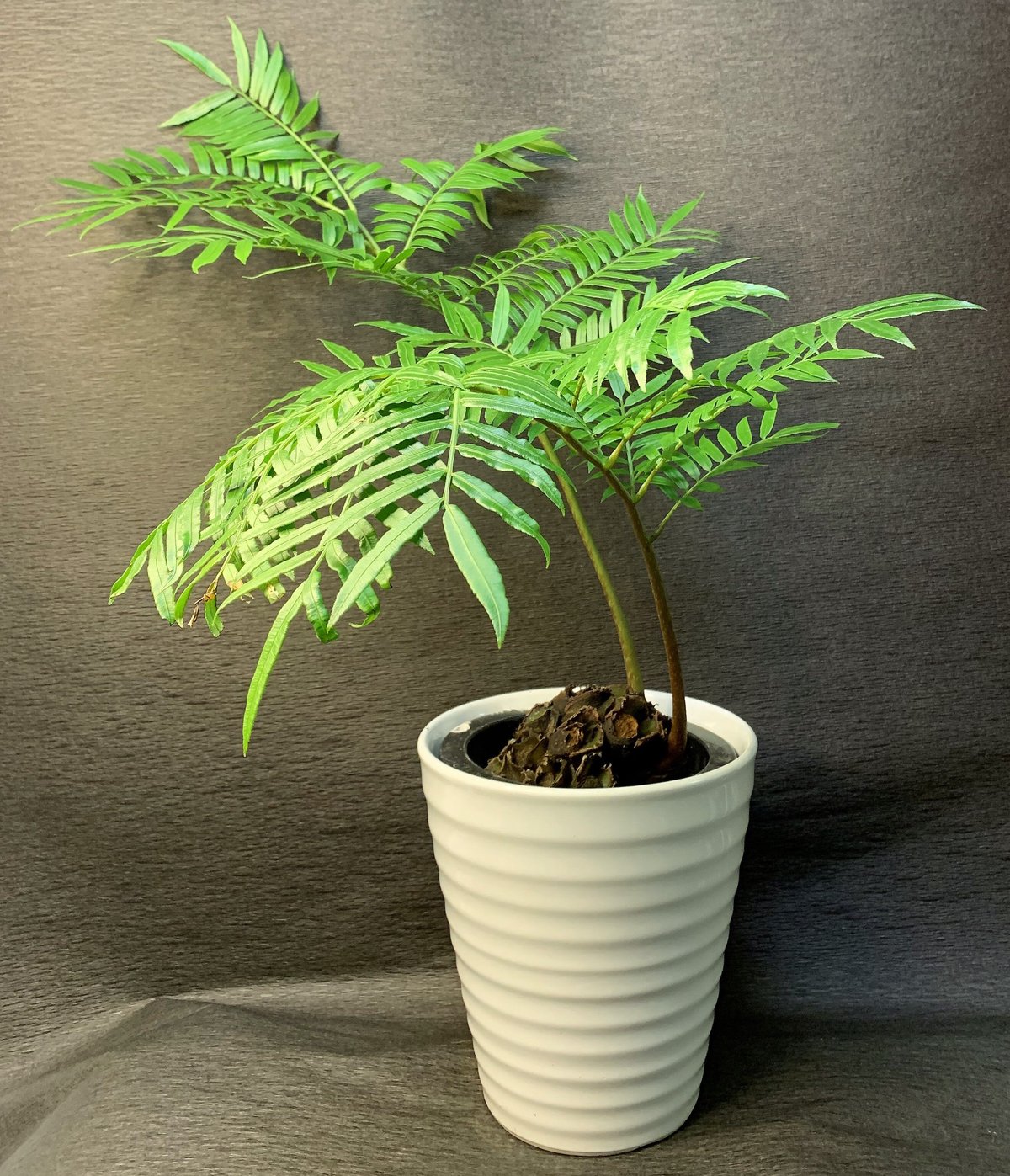 リュウビンタイ 7号鉢 | 観葉植物・多肉植物ストア Plant Room