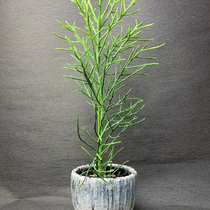 ユーフォルビア フィフェレネンセ 5号鉢 | 観葉植物・多肉植物ストア