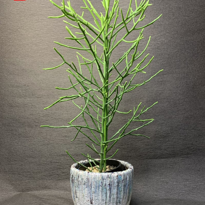 ユーフォルビア フィヘレネンシス 鉢皿付き 園芸ネット本店