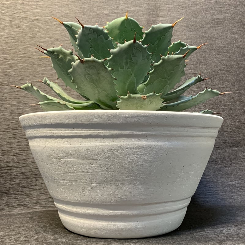 アガベ ポタトルム（雷神） 10号鉢 | 観葉植物・多肉植物ストア Plant