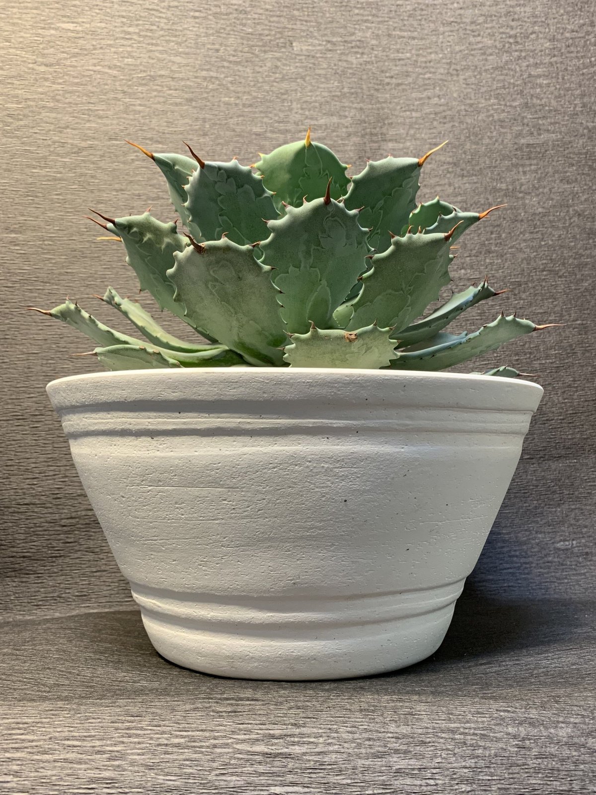 アガベ 10鉢セット アガベ ポタトルム（雷神） 10号鉢 | 観葉植物・多肉植物ストア