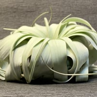 リュウビンタイ 7号鉢 | 観葉植物・多肉植物ストア Plant Room
