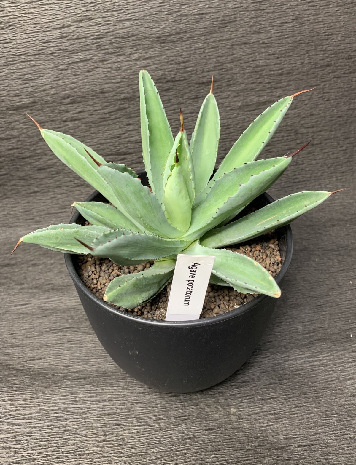 アガベ ポタトルム（雷神） 5号鉢 | 観葉植物・多肉植物ストア Plant