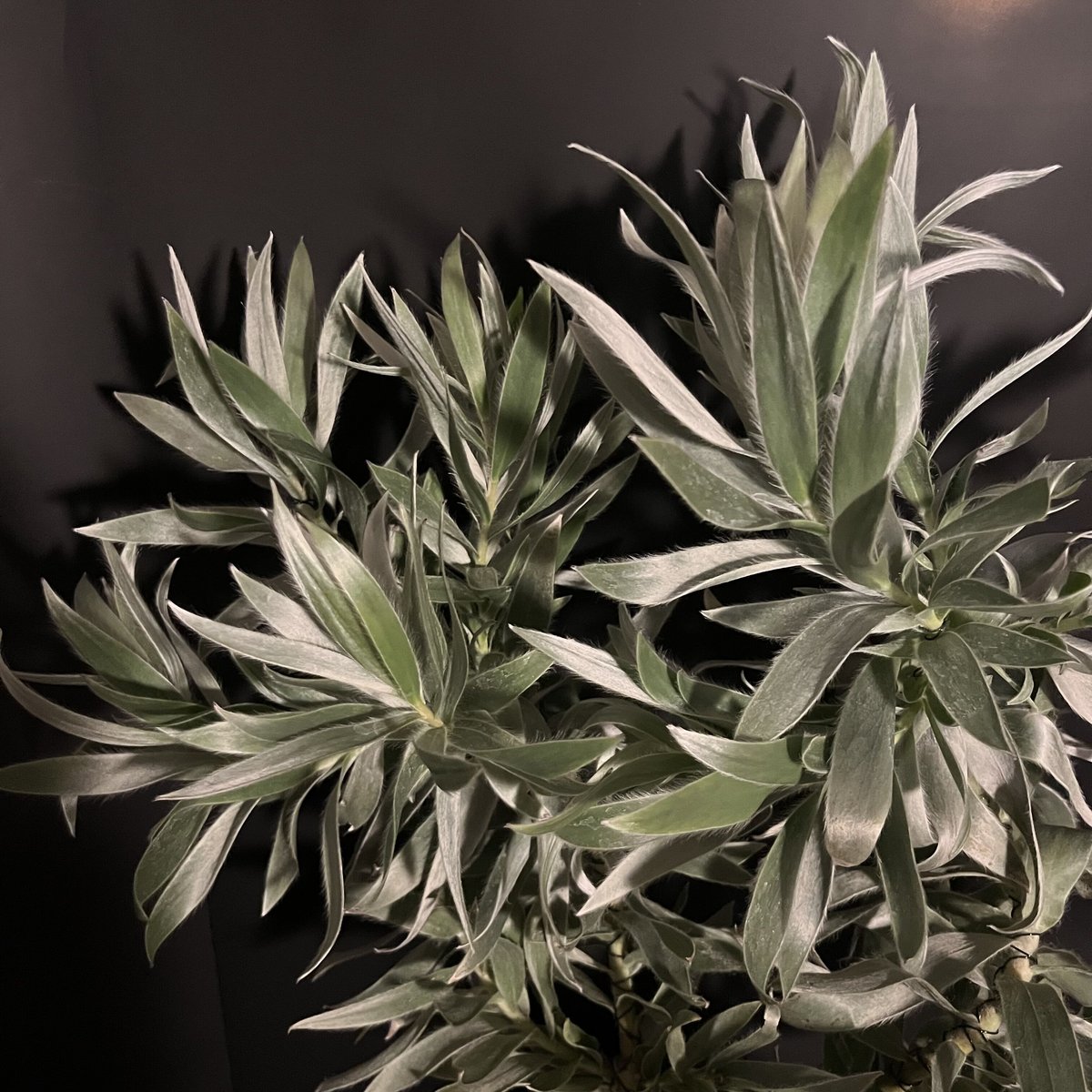 リューカデンドロン シルバーアフリカーナ | ALLY's flower&plants