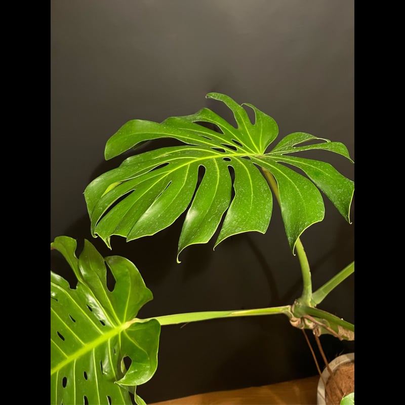 モンステラ 根上がり | ALLY's flower&plants
