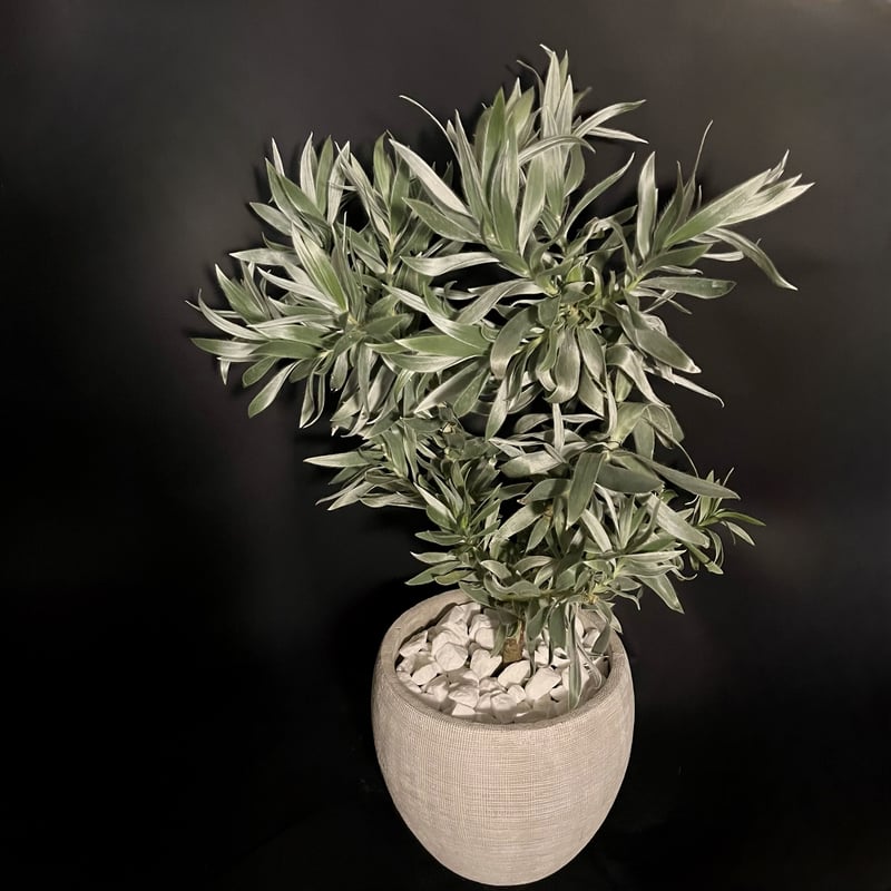 リューカデンドロン シルバーアフリカーナ | ALLY's flower&plants リューカデンドロン シルバーアフリカーナ | ALLY's flower&plants