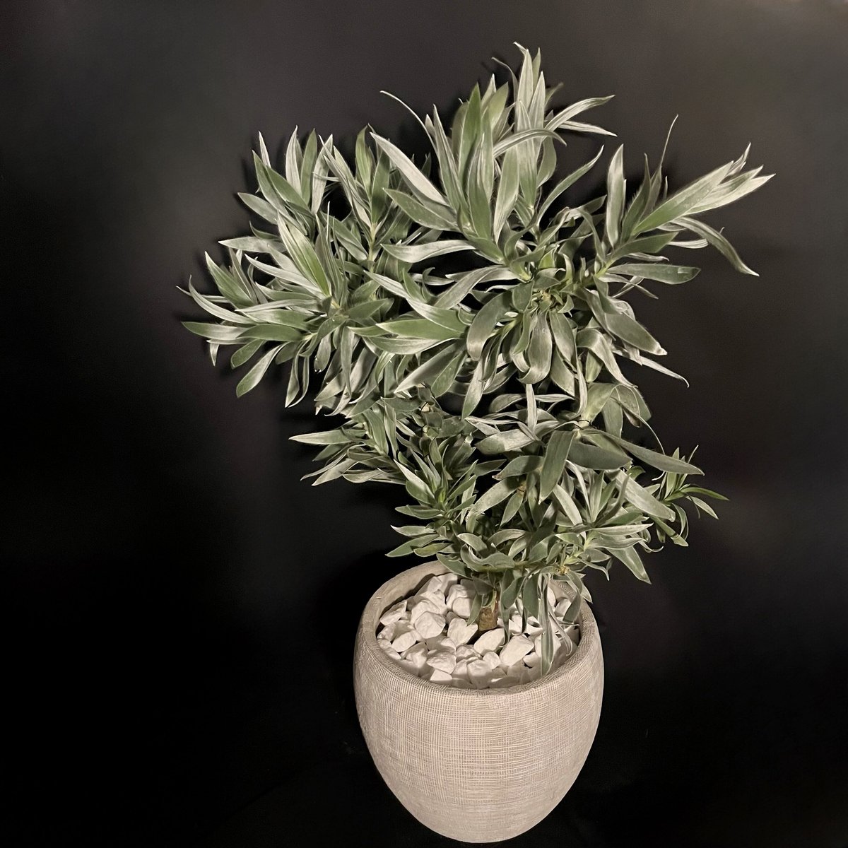 リューカデンドロン シルバーアフリカーナ おしゃれ 観葉植物：リューカデンドロン シルバーアフリカーナ