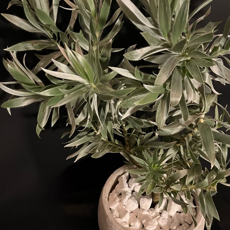 リューカデンドロン シルバーアフリカーナ | ALLY's flower&plants リューカデンドロン シルバーアフリカーナ | ALLY's flower&plants