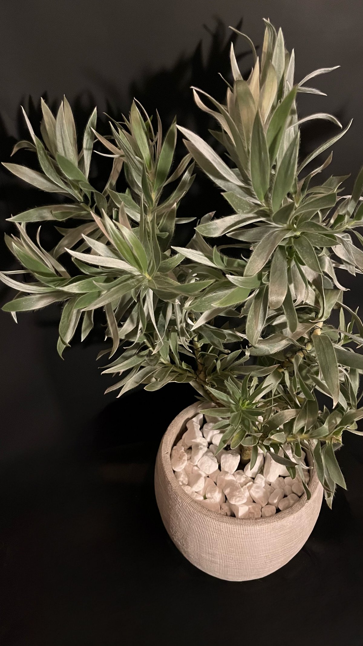 リューカデンドロン シルバーアフリカーナ | ALLY's flower&plants