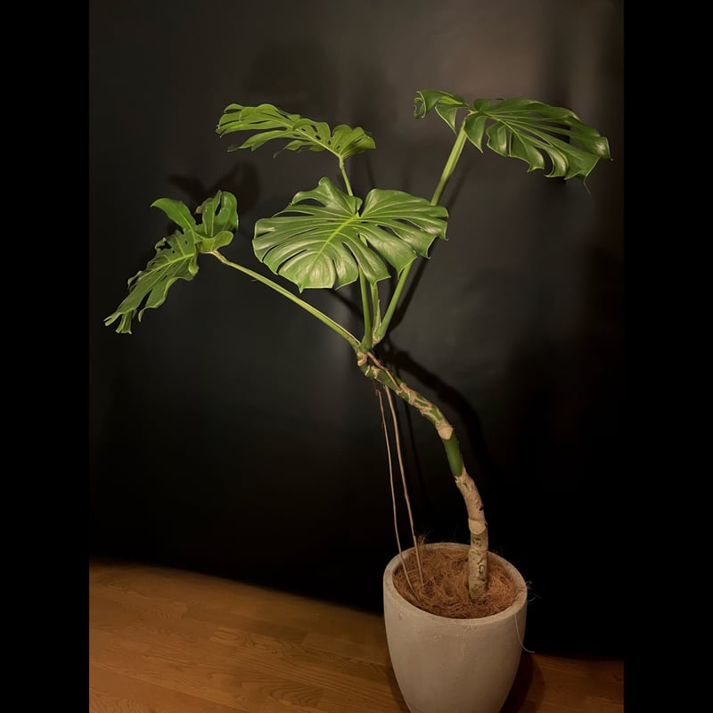 モンステラ 根上がり | ALLY's flower&plants