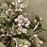 ALLY’s  flower&plants