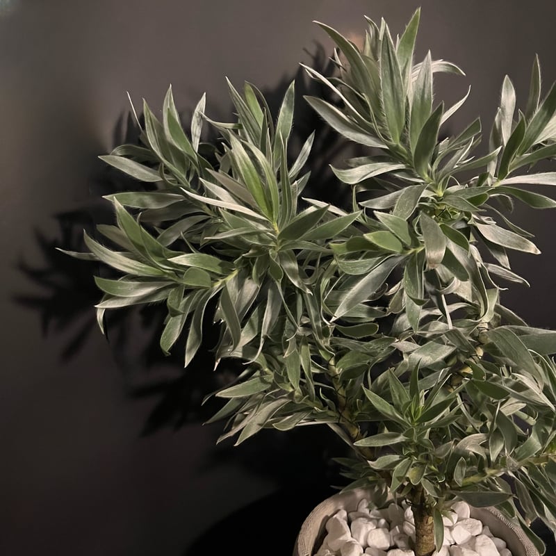 リューカデンドロン シルバーアフリカーナ おしゃれ 観葉植物：リューカデンドロン シルバーアフリカーナ*尺鉢