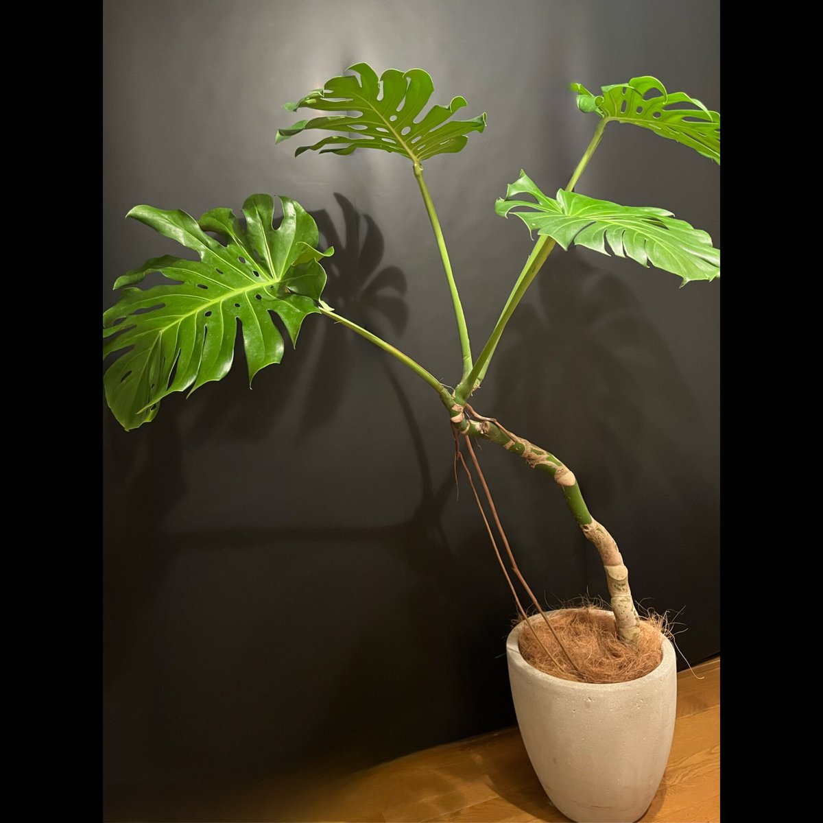 モンステラ 根上がり | ALLY's flower&plants