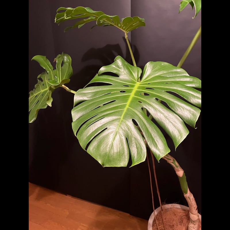 モンステラ 根上がり | ALLY's flower&plants