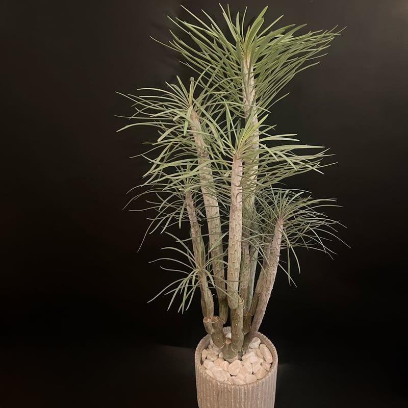 セネシオ クレイニア | ALLY's flower&plants