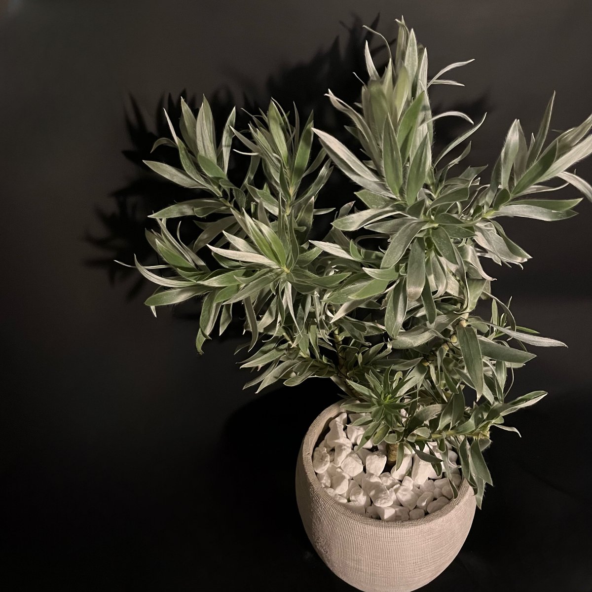 リューカデンドロン シルバーアフリカーナ | ALLY's flower&plants