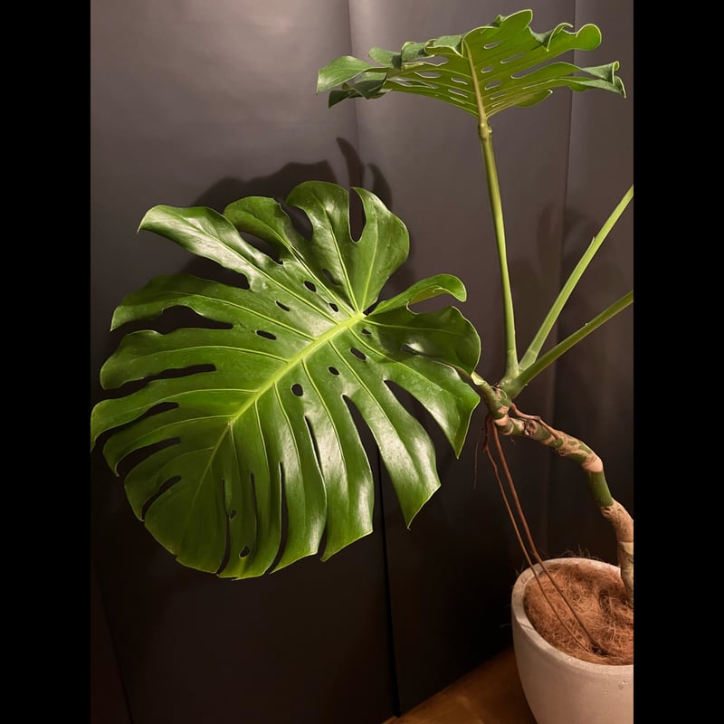 モンステラ 根上がり | ALLY's flower&plants