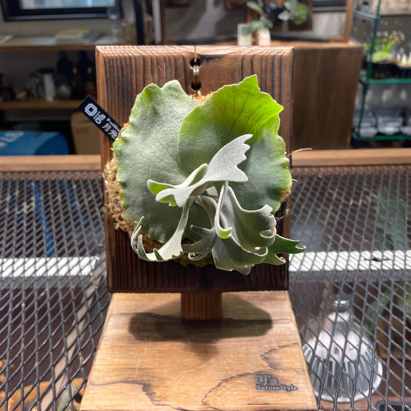 【親株】 P. willinckii 月光爪哇 P.willinckii 月光爪哇 from @comolebi_plants 1枚目2023.4.2 2