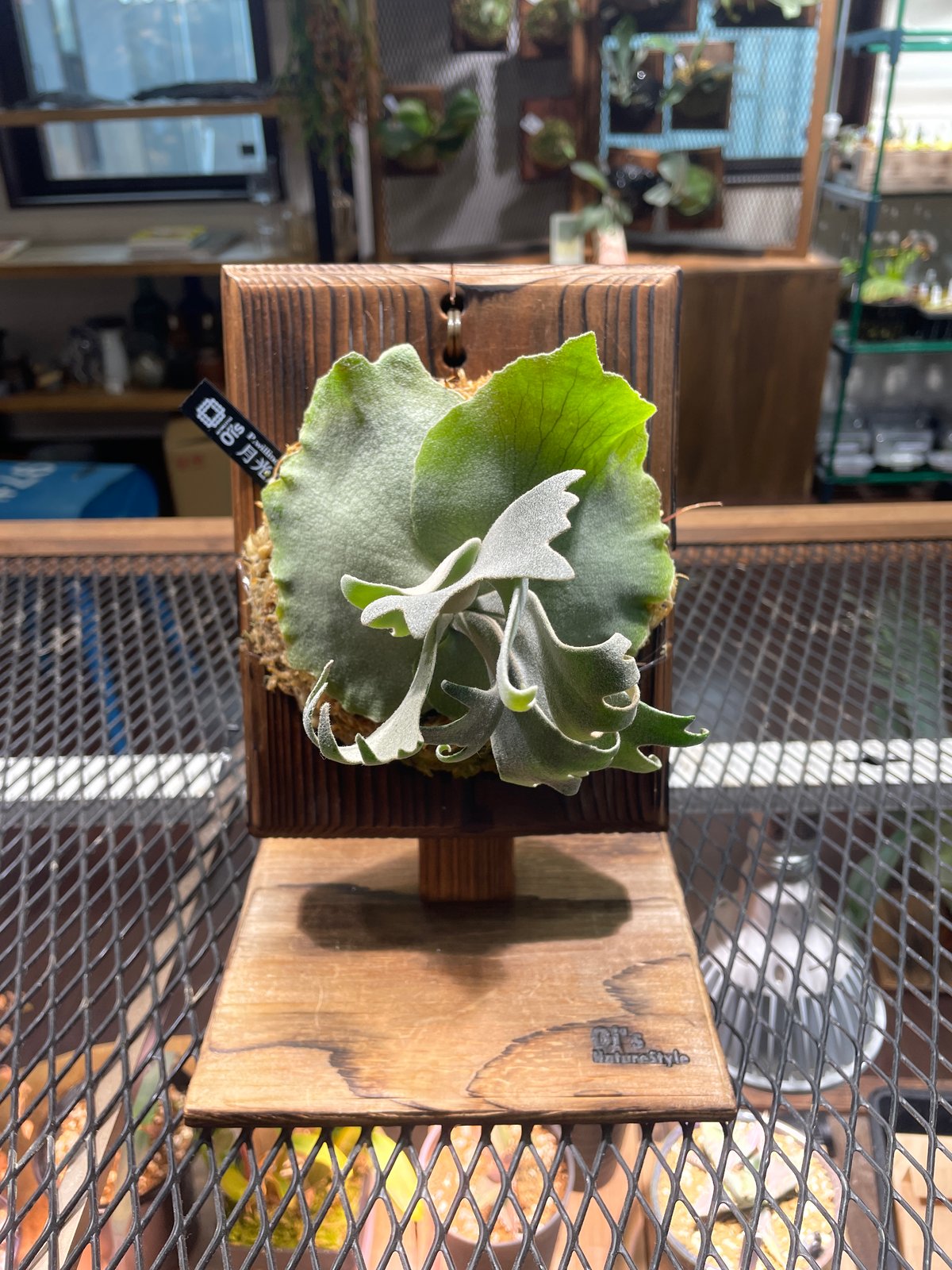 P.willinckii月光爪哇Pups P. 繰り willinckii '月光爪哇'
