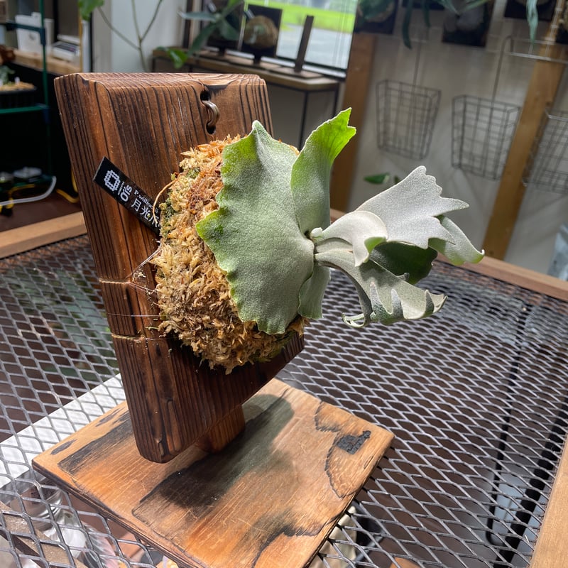 ビカクシダ 月光爪哇 子株 P. willinckii 月光爪哇 眠 OC コルク付け