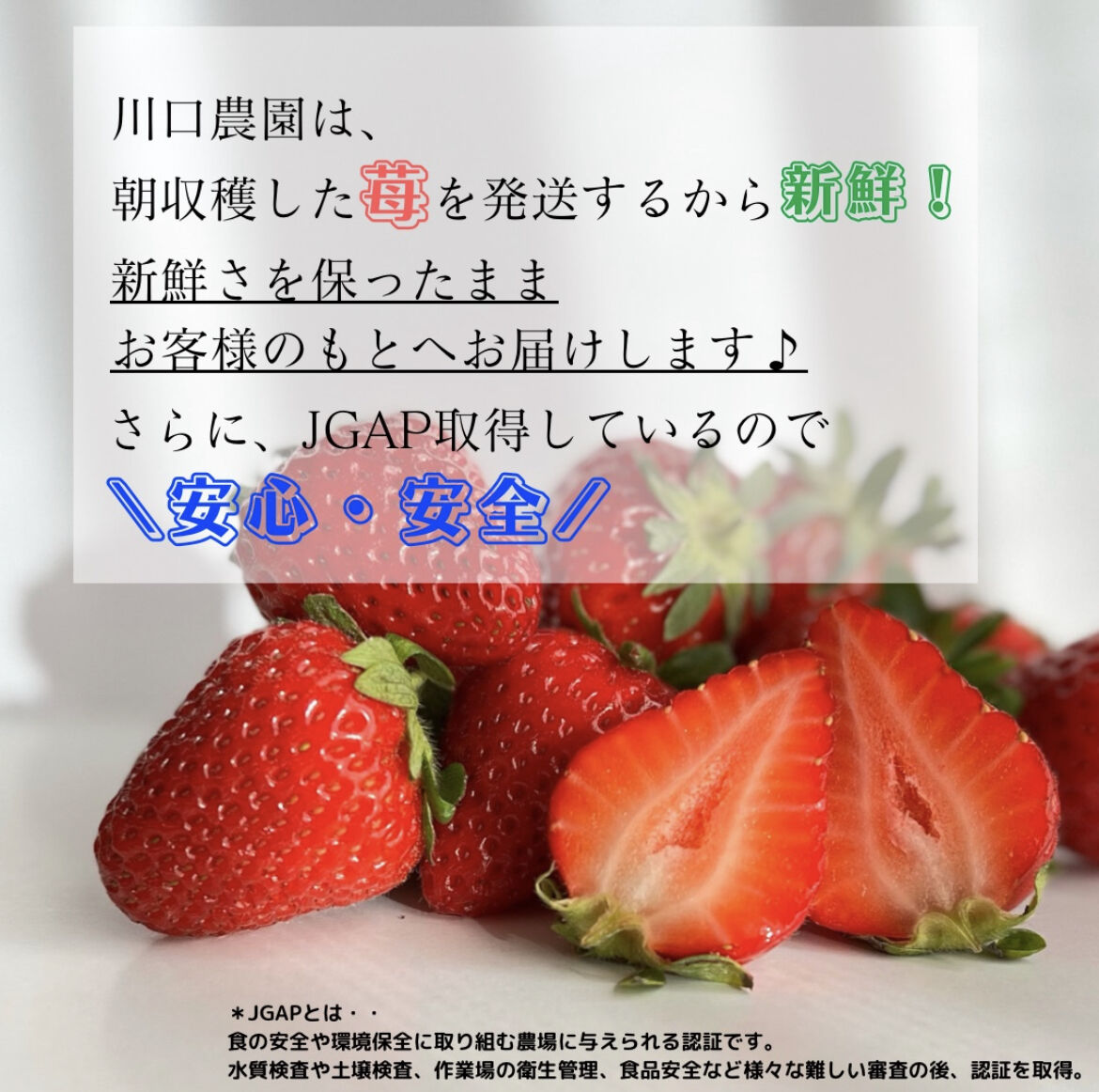 減農薬】夏イチゴ 中粒・小粒規格外 4kg | 川口農園