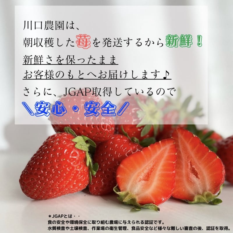 いちご　イチゴ　苺　減農薬　新鮮 いちご イチゴ 苺 減農薬 新鮮 【公式ショッピングサイト】