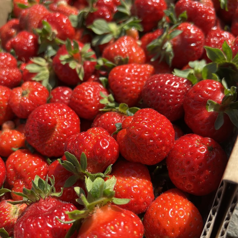 減農薬】夏イチゴ 中粒・小粒規格外 6kg いちご 苺 | 川口農園