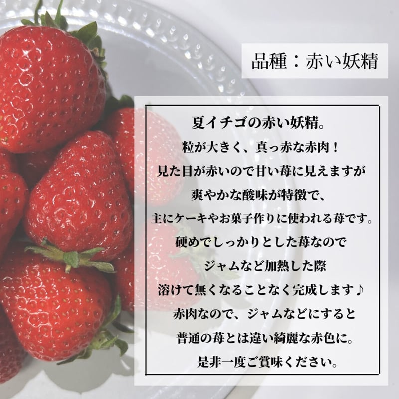 減農薬】青森県産 夏イチゴ 中粒・小粒規格外 2kg | 川口農園