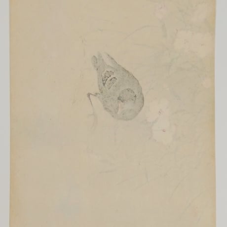 小原古邨 撫子に鷭/OHARA KOSON Moorhen and Pinks