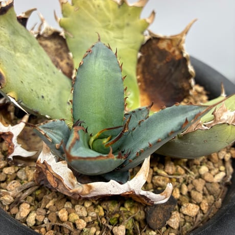 Agave Titanota 鳳凰 子株(Lize血統) 未発根
