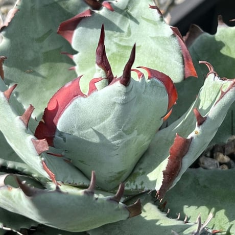 Lize血統ハイブリッド株(甲蟹×屈原舞扇)、発根済み アガベ 甲蟹×屈原の舞扇hyb Lize産【4/27撮影】☆発根済子株