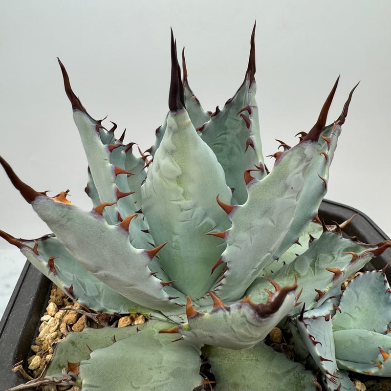 激怒甲蟹x屈原舞扇（激怒之舞） No.36子株(Lize血統) 抜き苗発送