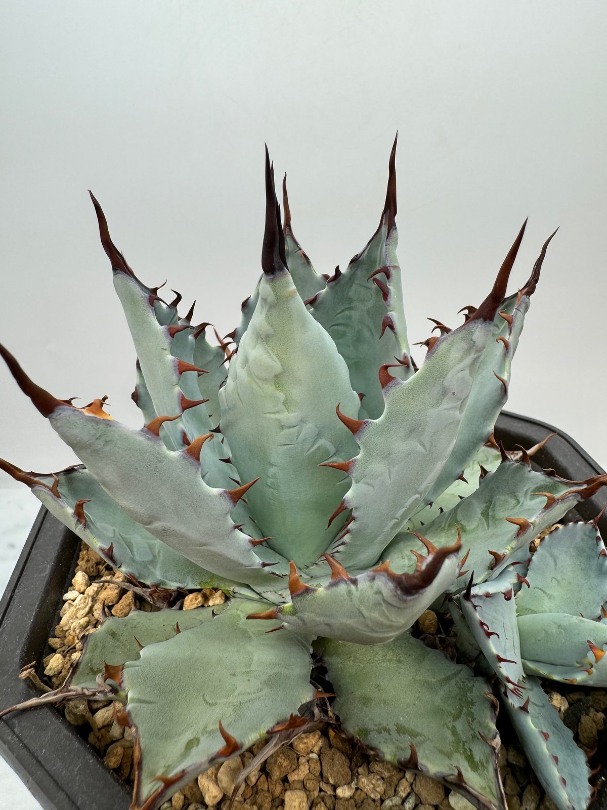 【クローバー】鉢ごと発送　子株付き　甲蟹×屈原の舞扇 クローバー】鉢ごと発送 子株付き 甲蟹×屈原の舞扇 クローバー