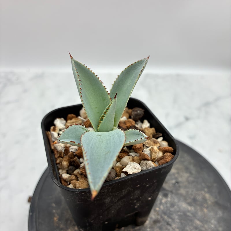 甲蟹x屈原舞扇 No.28子株（Lize血統）抜き苗発送 | AgaveLives