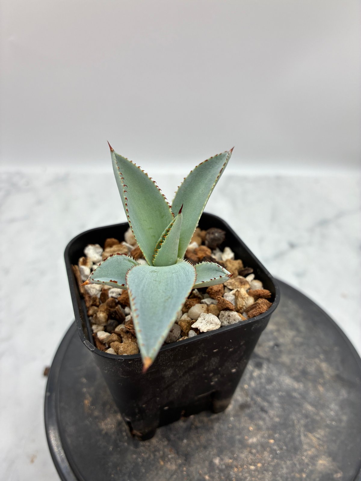 甲蟹x屈原舞扇 No.28子株（Lize血統）抜き苗発送 | AgaveLives