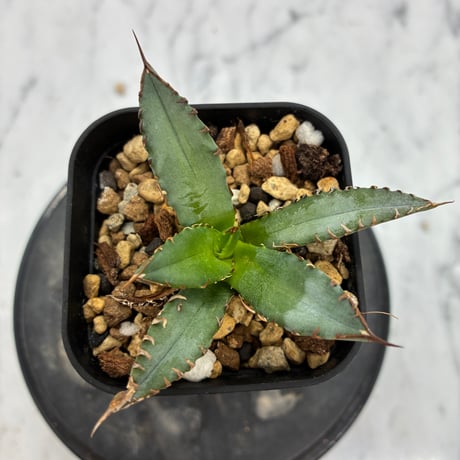 Agave Titanota 姫厳龍子株① Lize血統 抜き苗発送