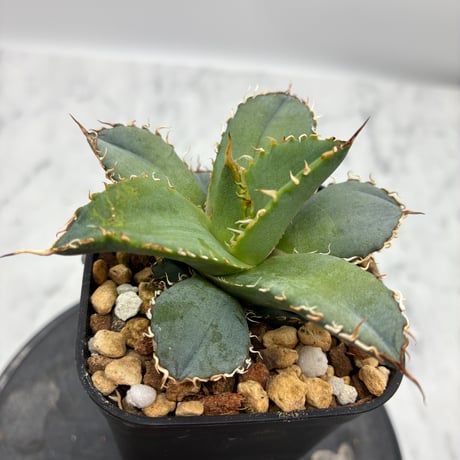 Agave titanota フィリグリー②(Lize血統) 　抜き苗発送