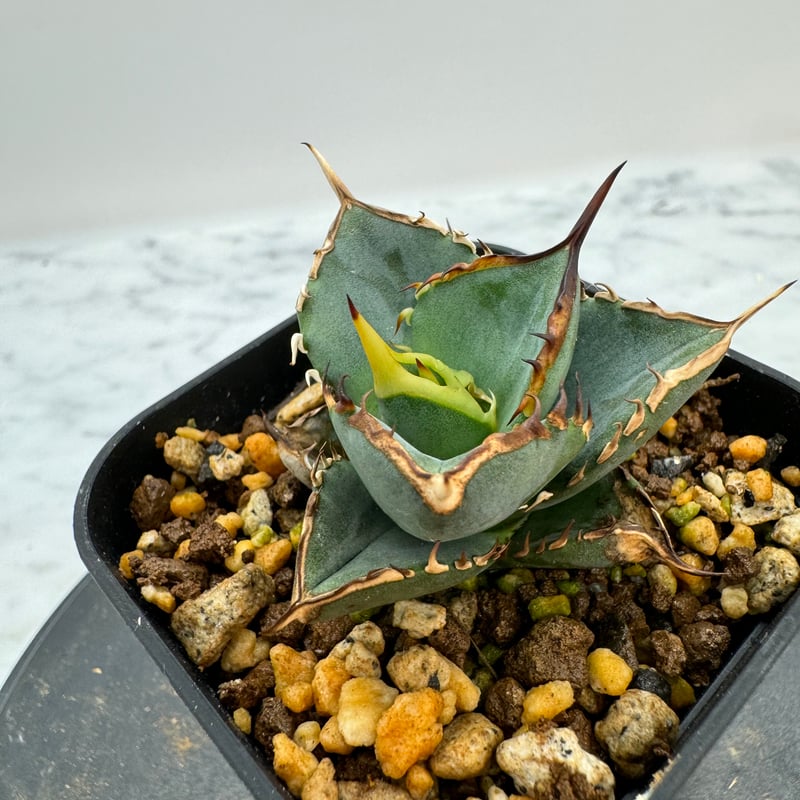 特別価格‼️ アガベ　トランカータ　オリザバ　子株　微発根 特別価格‼️ アガベ トランカータ オリザバ 子株 微発根 2025年